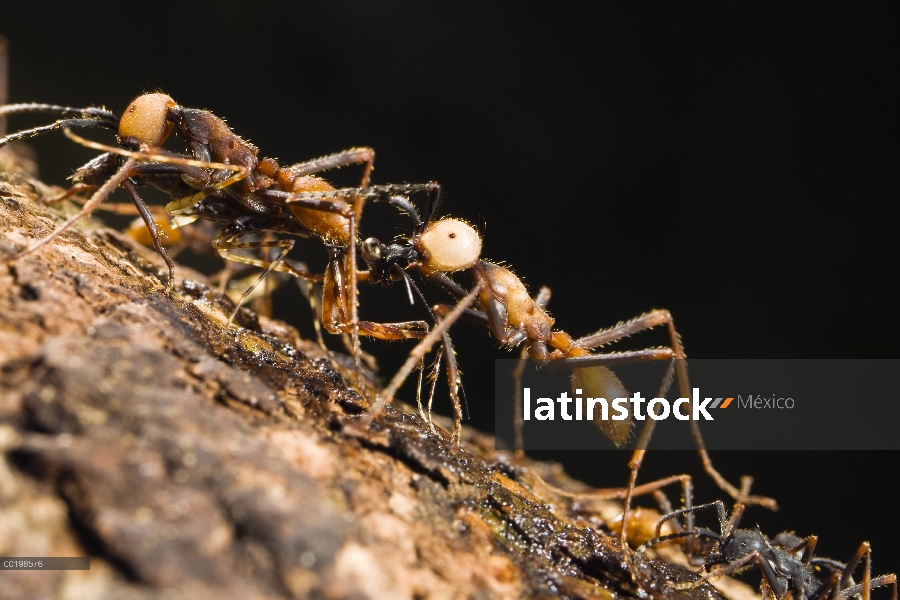 Hormiga de ejército (Eciton burchellii) submajor casta, llevando la grillo, La Selva, Costa Rica