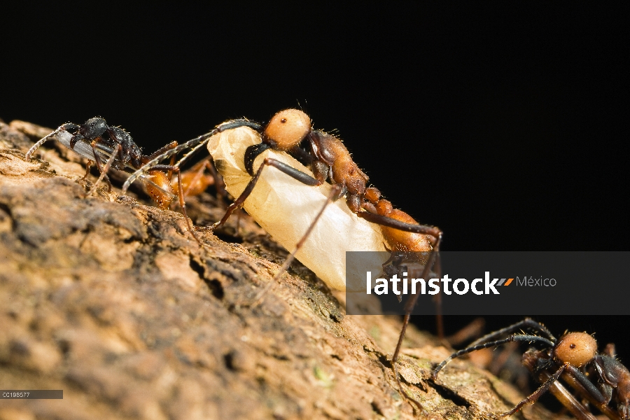 Hormiga de ejército (Eciton sp) principales castas, llevar el insecto pupa, La Selva, Costa Rica