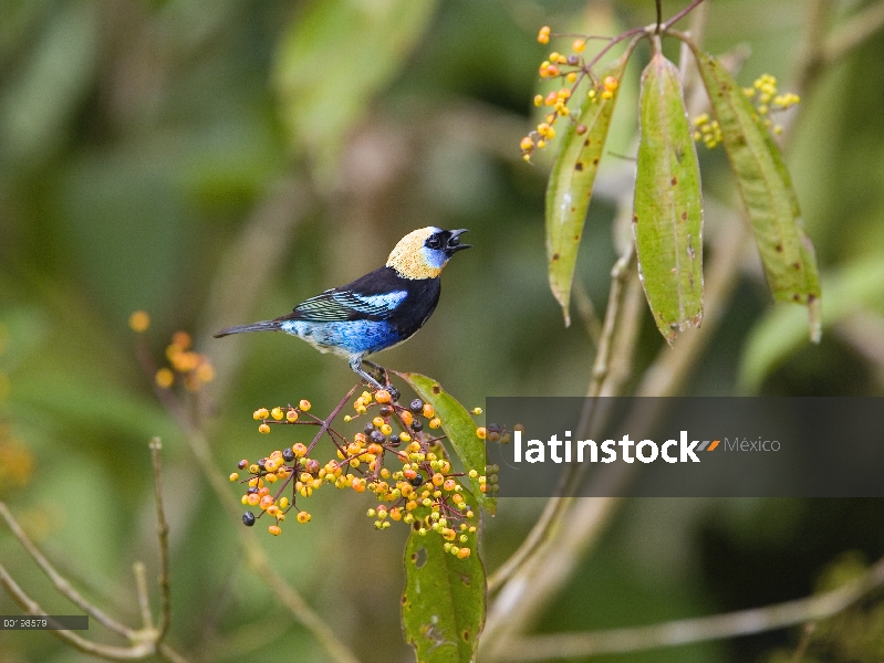 Hombre de Tanager (Tangara larvata) larvata llamando, Parque Nacional Braulio Carrillo, Costa Rica