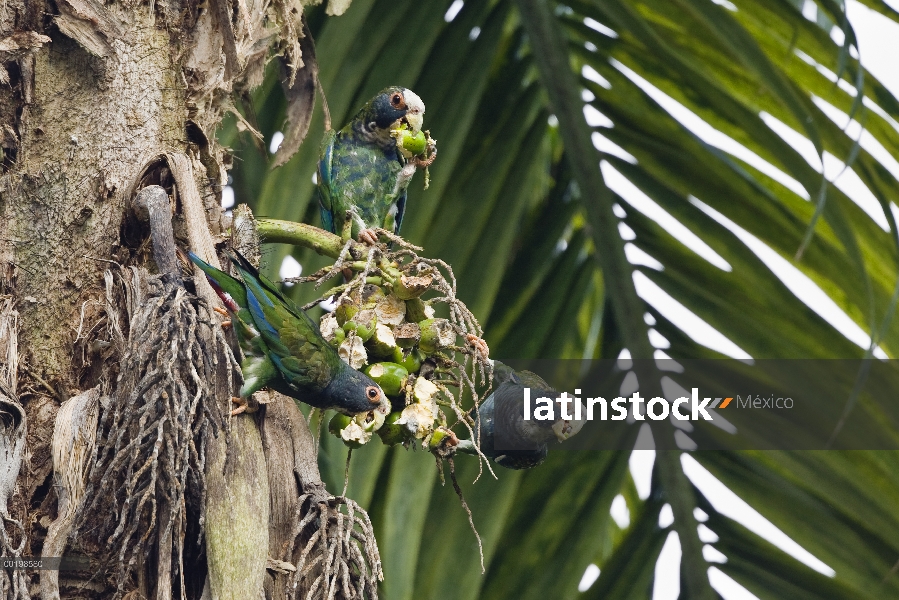 Loro corona blanca (Pionus senilis) grupo comiendo frutas de Palma, Parque Nacional Braulio Carrillo