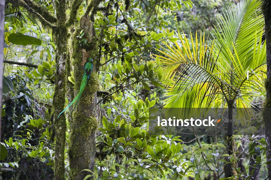 Hombre resplandeciente de Quetzal (Pharomachrus mocinno) en el nido, Costa Rica