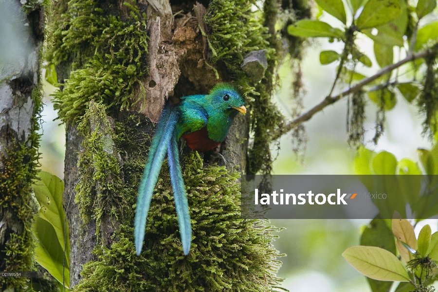 Resplandeciente hombre Quetzal (Pharomachrus mocinno) en busca de nido, Costa Rica