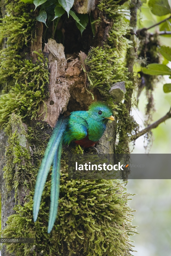 Resplandeciente hombre Quetzal (Pharomachrus mocinno) en busca de nido, Costa Rica