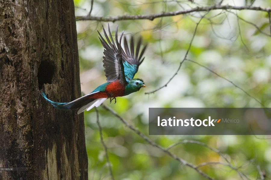 Hombre de Quetzal (Pharomachrus mocinno) resplandeciente volando, Costa Rica