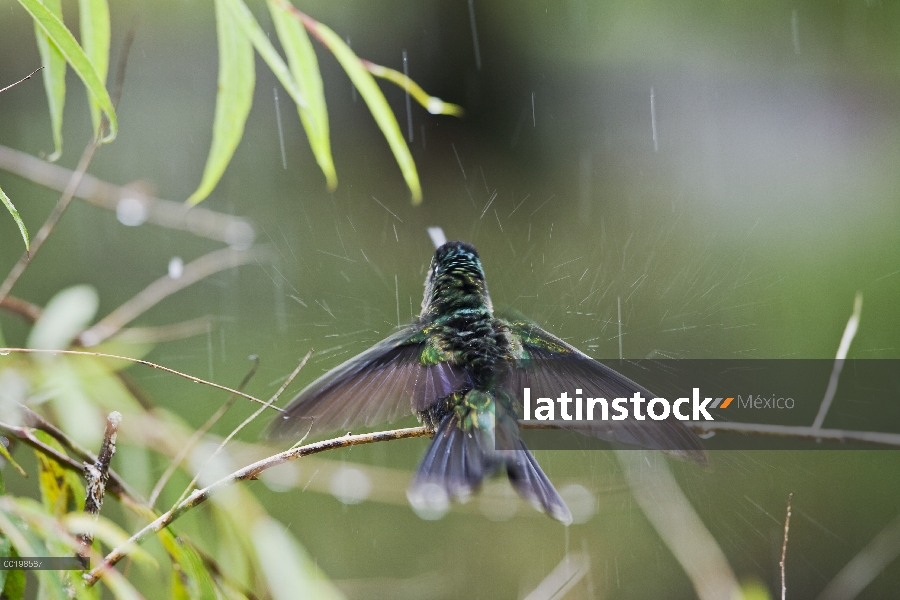 Magnífica Colibrí (Eugenes fulgens) bañarse en la lluvia, Cerro de la Muerte, Costa Rica