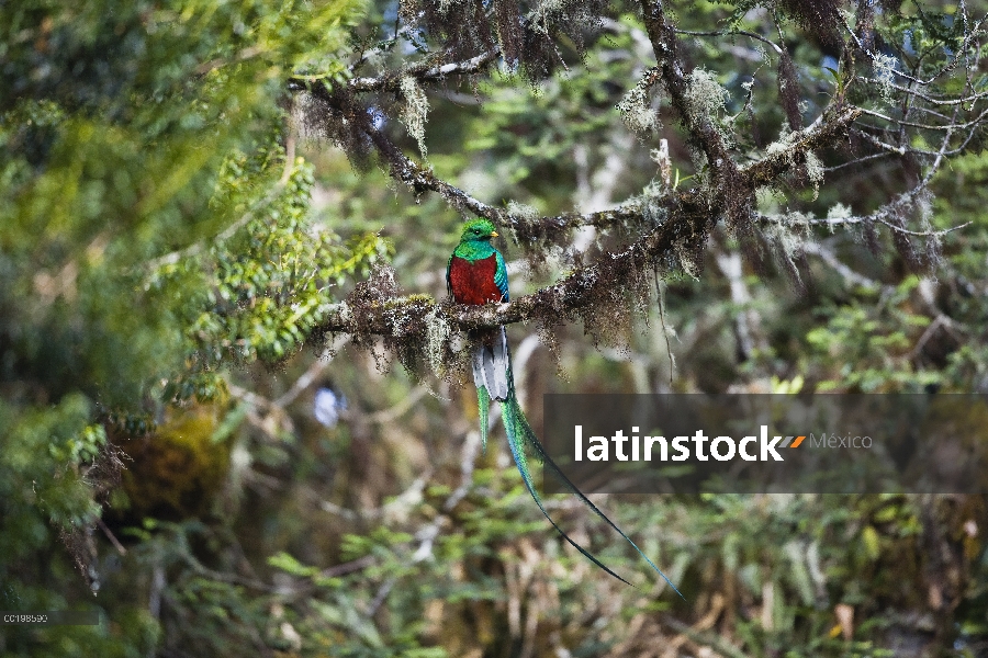 Hombre resplandeciente Quetzal (Pharomachrus mocinno), Costa Rica