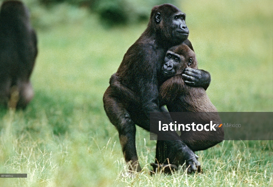 Par de gorila occidental (Gorilla gorilla gorilla) abrazar, África central