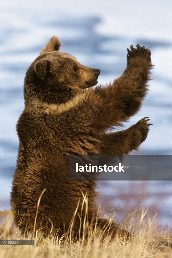 Oso Grizzly (Ursus arctos horribilis) jugando, Montana