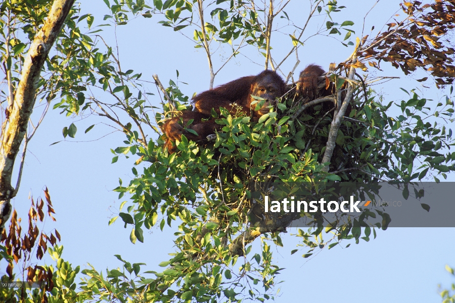 Par de orangután (Pongo pygmaeus) en el árbol, el Parque Nacional de Tanjung Puting, Malasia