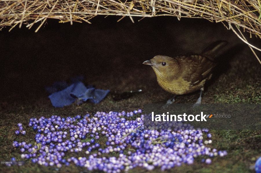 Hombre de Brown jardinero (Amblyornis inornatus) con frutas del bosque como regalo para la mujer, mo