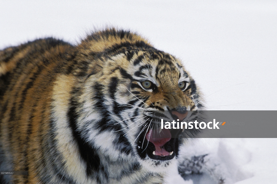 Tigre siberiano (Panthera tigris altaica), individuo cautivo en la nieve snarling, especies en pelig