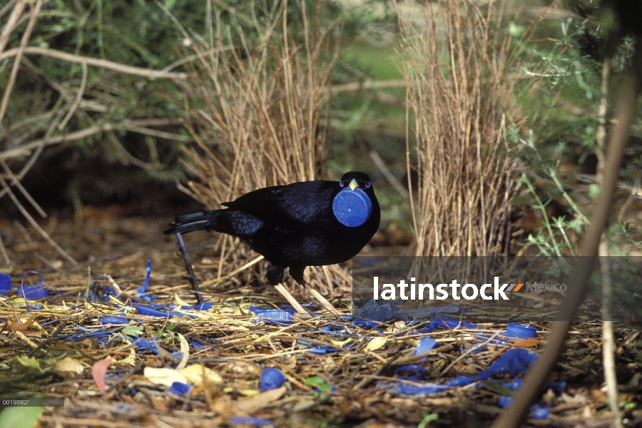 Hombre de Newtonia (Ptilonorhynchus violaceus) satinado en su glorieta, Victoria, Australia