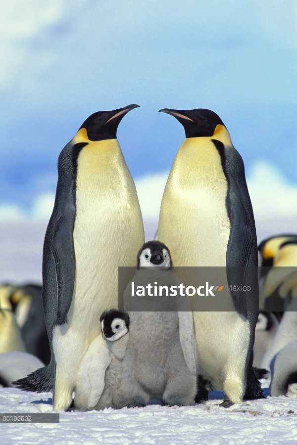 Pingüino emperador (Aptenodytes forsteri) padres con pollitos, Antártida