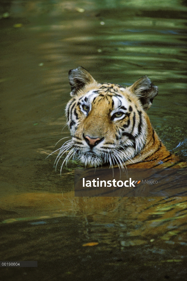 Tigre de Bengala (Panthera tigris tigris) en el agua, en peligro de extinción nativa de la India