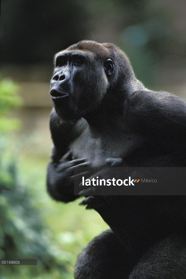 Hombre gorila occidental (Gorilla gorilla gorilla) tambores su pecho, nativo de África