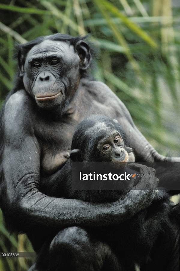 Bonobo (paniscus de la cacerola) madre con el bebé, en peligro de extinción nativa de África