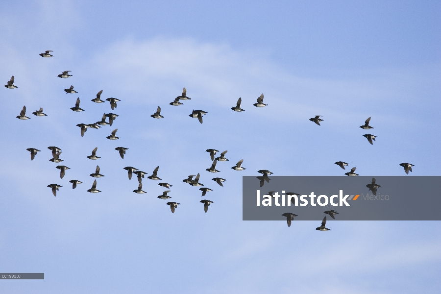 Mérgulo Atlántico (Alle alle) bandada volando, Spitsbergen, Noruega