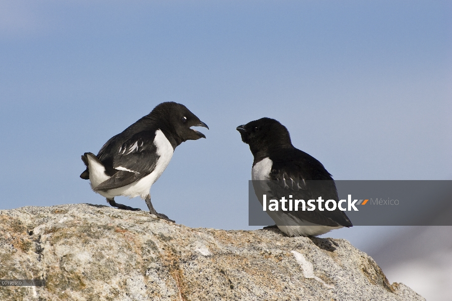 Mérgulo Atlántico (Alle alle) par, Spitsbergen, Noruega