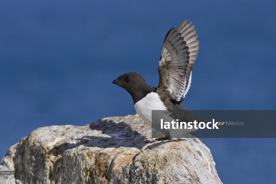 Mérgulo Atlántico (Alle alle) estirar las alas, Spitsbergen, Noruega