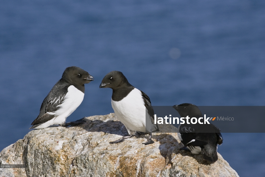 Mérgulo Atlántico (Alle alle) trío, Spitsbergen, Noruega