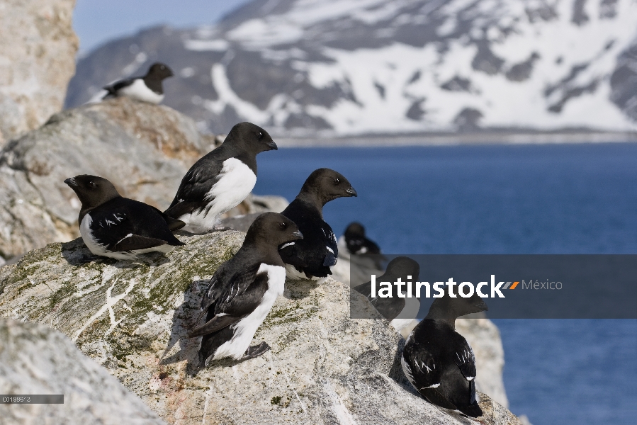 Grupo de Mérgulo Atlántico (Alle alle), Spitsbergen, Noruega