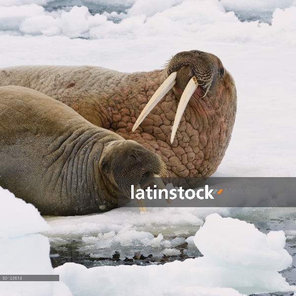 Walrus (rosmarus de Odobenus) masculinos y femeninos en témpano de hielo, Svalbard, Noruega