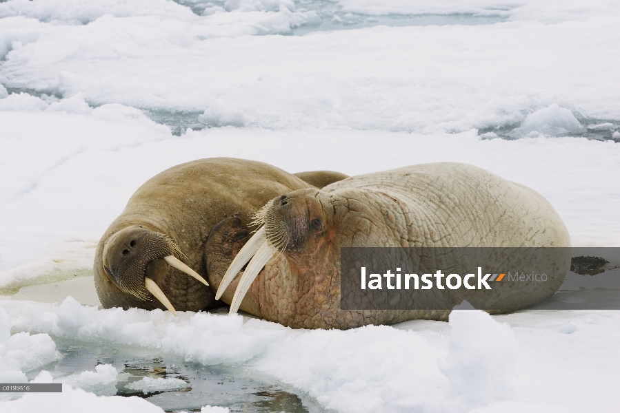 Walrus (rosmarus de Odobenus) masculinos y femeninos en témpano de hielo, Svalbard, Noruega