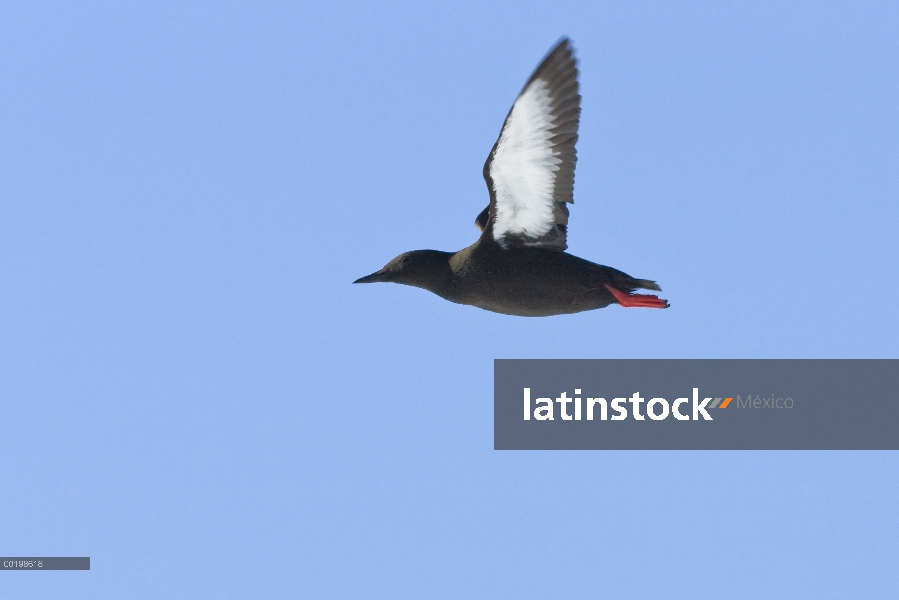 Guillemot negro (Cepphus grylle) volando, Spitsbergen, Noruega