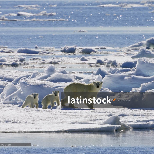 Oso polar (Ursus maritimus) madre con cachorros en témpano de hielo, Svalbard, Noruega