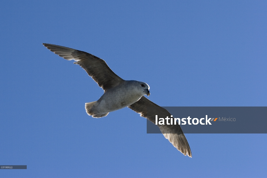 Fulmar norteño (Fulmarus glacialis) volando, Spitsbergen, Noruega