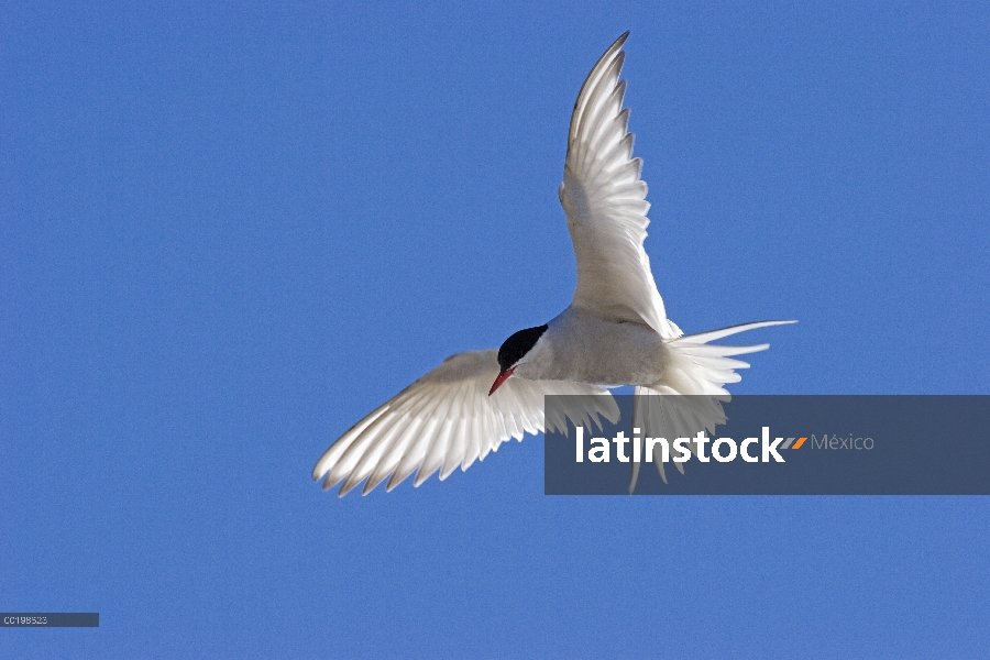 Charrán ártico (Sterna paradisaea) volando, Spitsbergen, Noruega