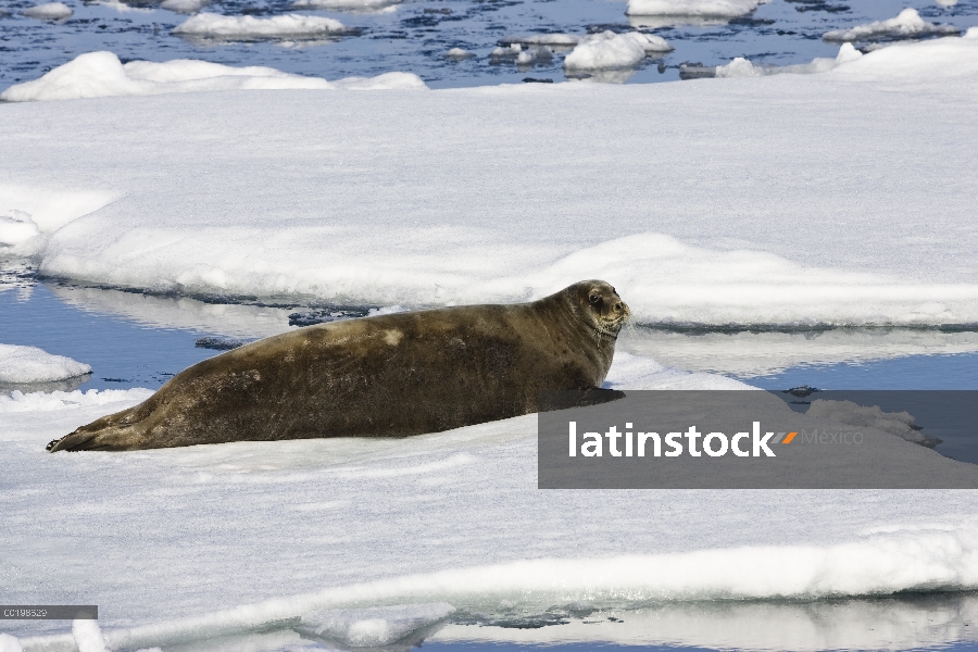 Sello barbudo (Erignathus barbatus) en témpano de hielo, Spitsbergen, Noruega