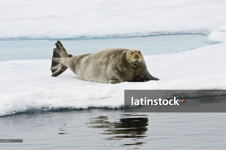 Sello barbudo (Erignathus barbatus) en témpano de hielo, Spitsbergen, Noruega