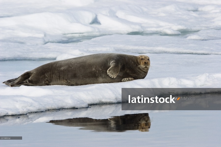 Sello barbudo (Erignathus barbatus) en témpano de hielo, Spitsbergen, Noruega