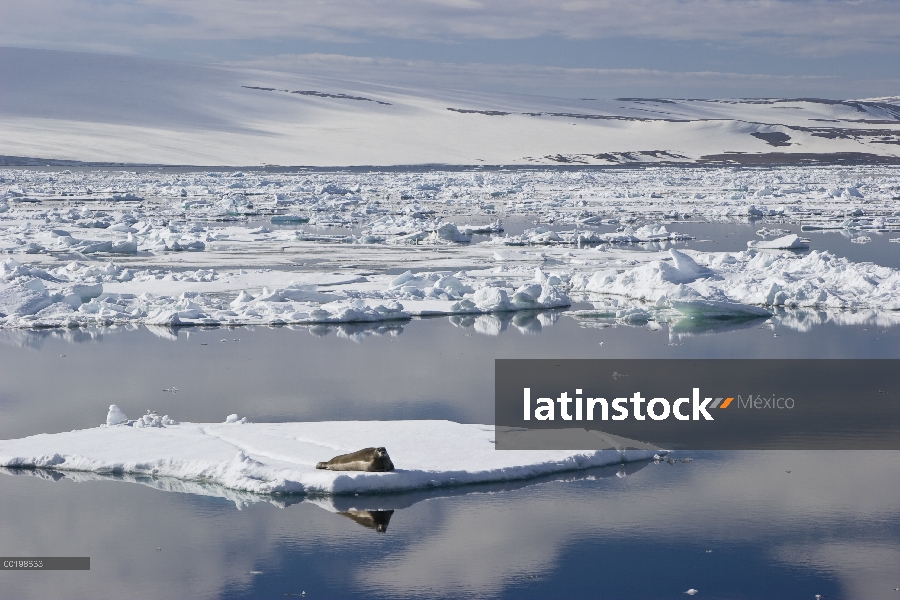 Sello barbudo (Erignathus barbatus) en témpano de hielo, Spitsbergen, Noruega