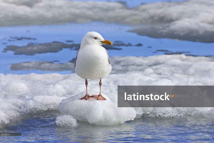 Gaviota hiperbórea (Larus hyperboreus) en témpano de hielo, Spitsbergen, Noruega