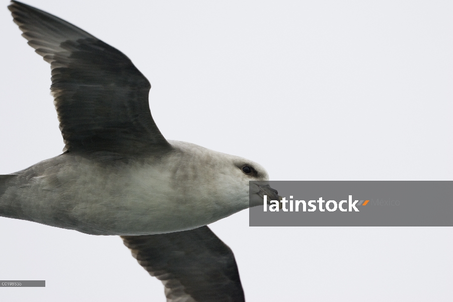 Fulmar norteño (Fulmarus glacialis) volando, Spitsbergen, Noruega