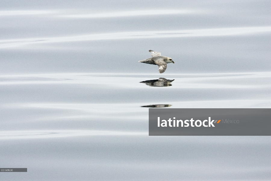 Fulmar norteño (Fulmarus glacialis) vuelan bajo sobre el agua, Spitsbergen, Noruega