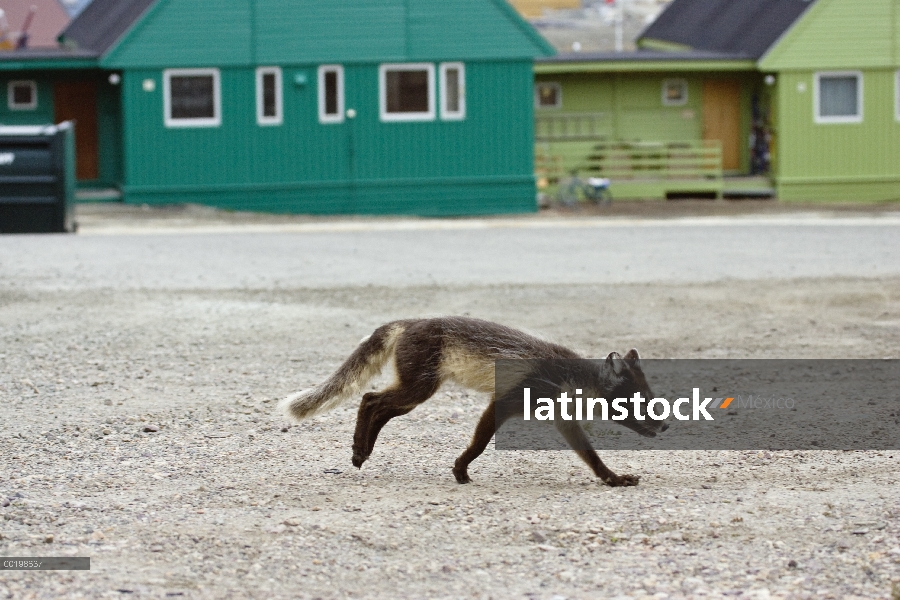 Zorro ártico (Alopex lagopus) en pelaje de verano en la ciudad de Longyearbyen, Spitsbergen, Noruega