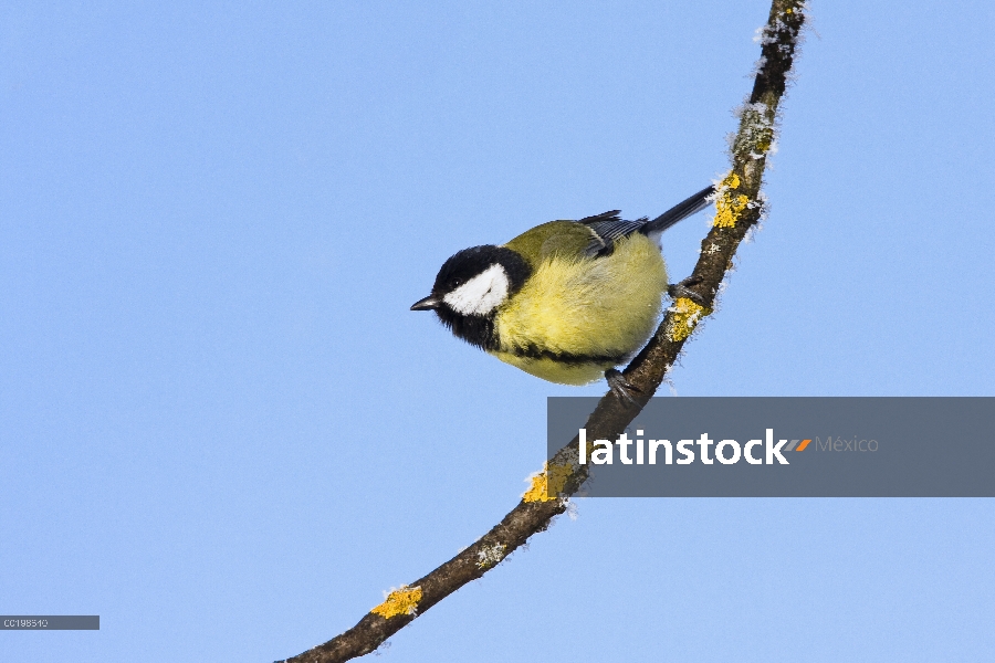 Carbonero común (Parus major) en invierno, Baviera, Alemania