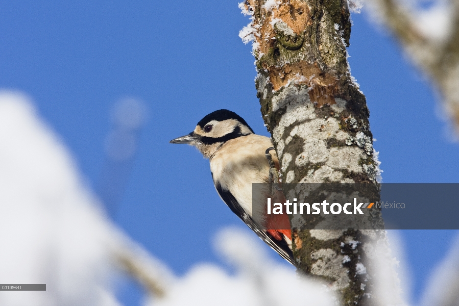 Picapinos (Dendrocopos mayor) en invierno, Alemania