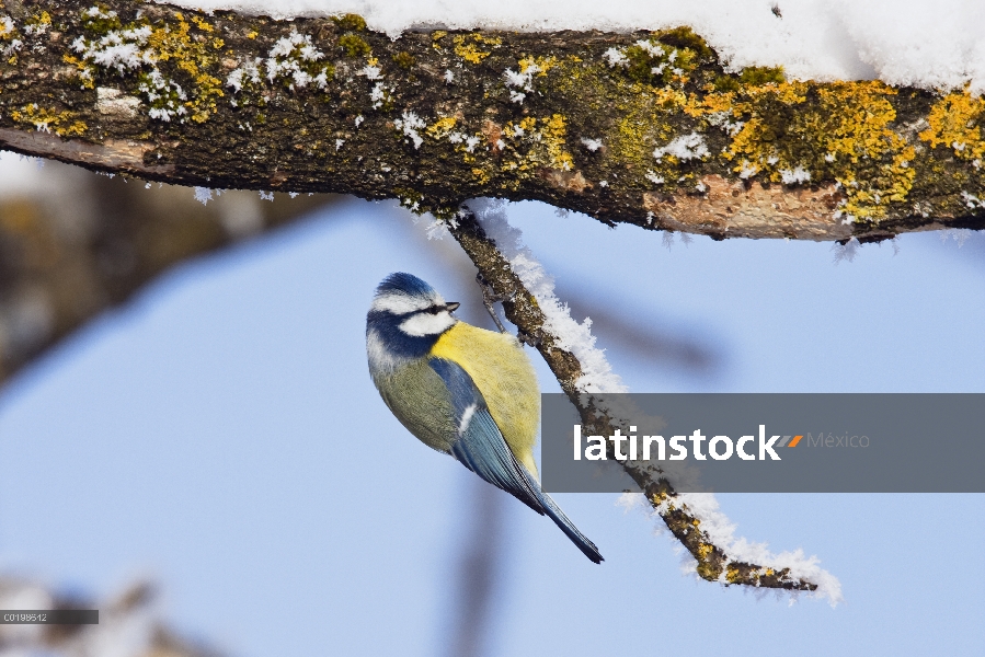 Blue Tit (Cyanistes caeruleus) forraje en invierno, Baviera, Alemania