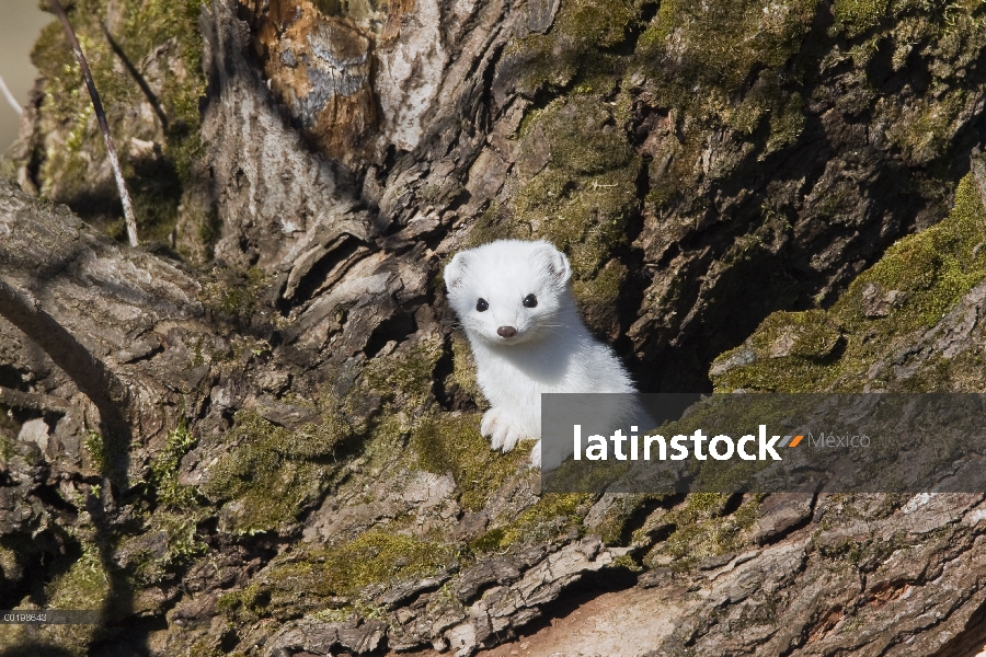 Cola corta la comadreja (Mustela erminea) en piel de invierno, Alemania