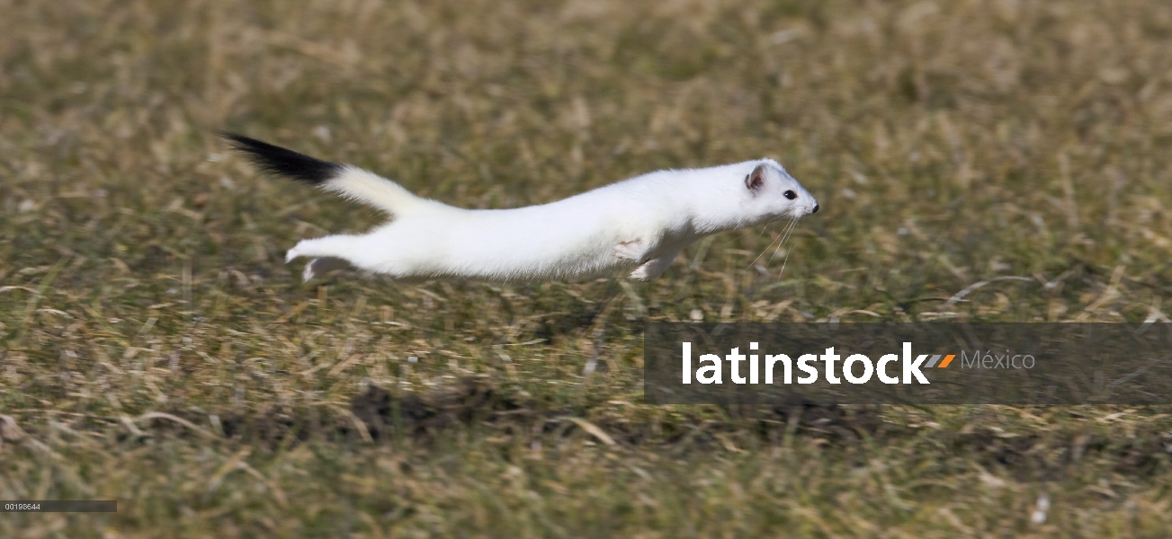 Comadreja de cola corta (erminea de Mustela) funcionando, Baviera, Alemania