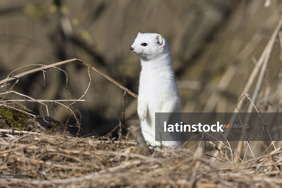 Cola corta la comadreja (Mustela erminea) en piel de invierno permanente vertical, Alemania