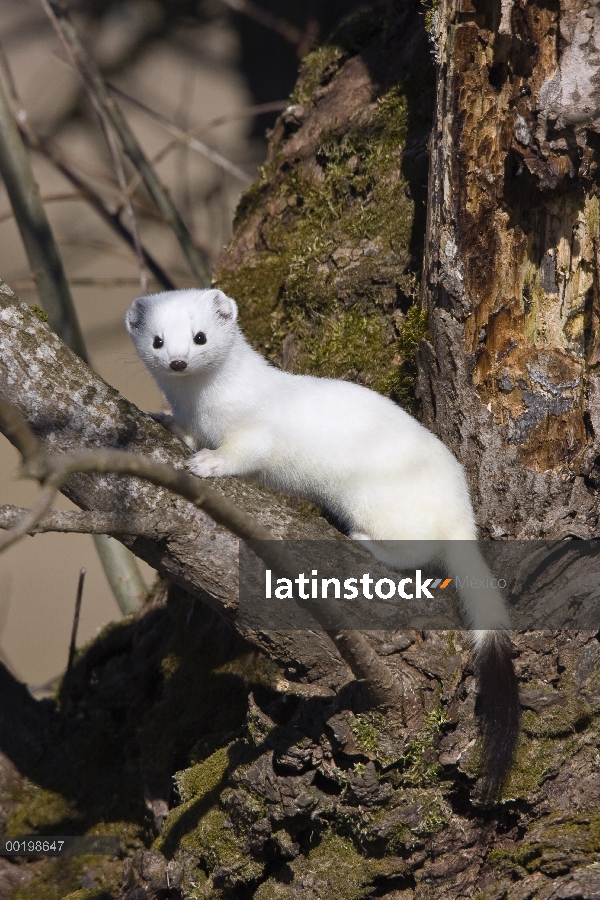 Cola corta la comadreja (Mustela erminea) en el abrigo de invierno, Alemania