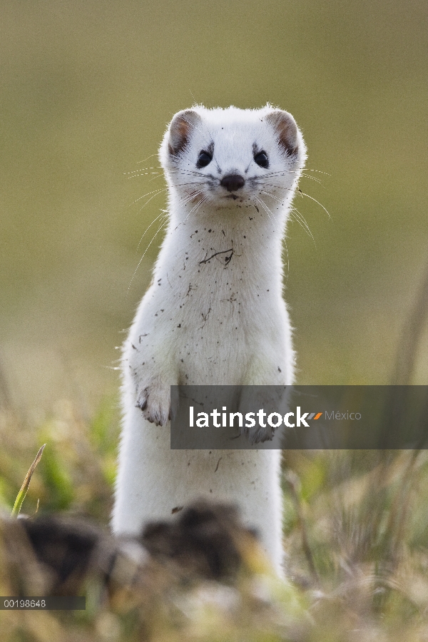 Cola corta la comadreja (Mustela erminea) en pie de abrigo invierno, Alemania