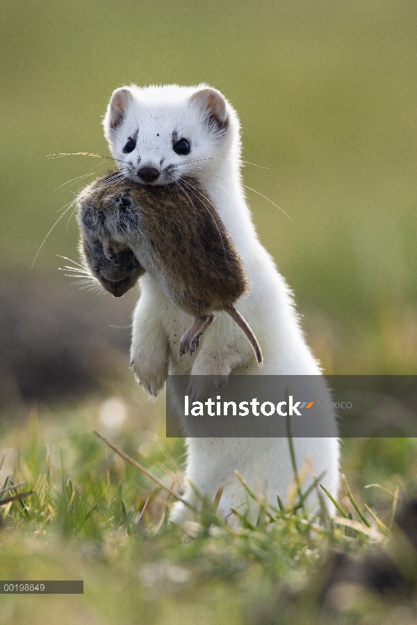 Cola corta la comadreja (Mustela erminea) con presa de ratón, Alemania