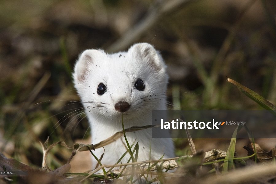 Cola corta la comadreja (Mustela erminea) en el abrigo de invierno, Alemania