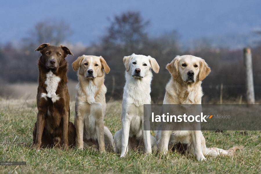 Grupo doméstico del perro (Canis familiaris), Alemania